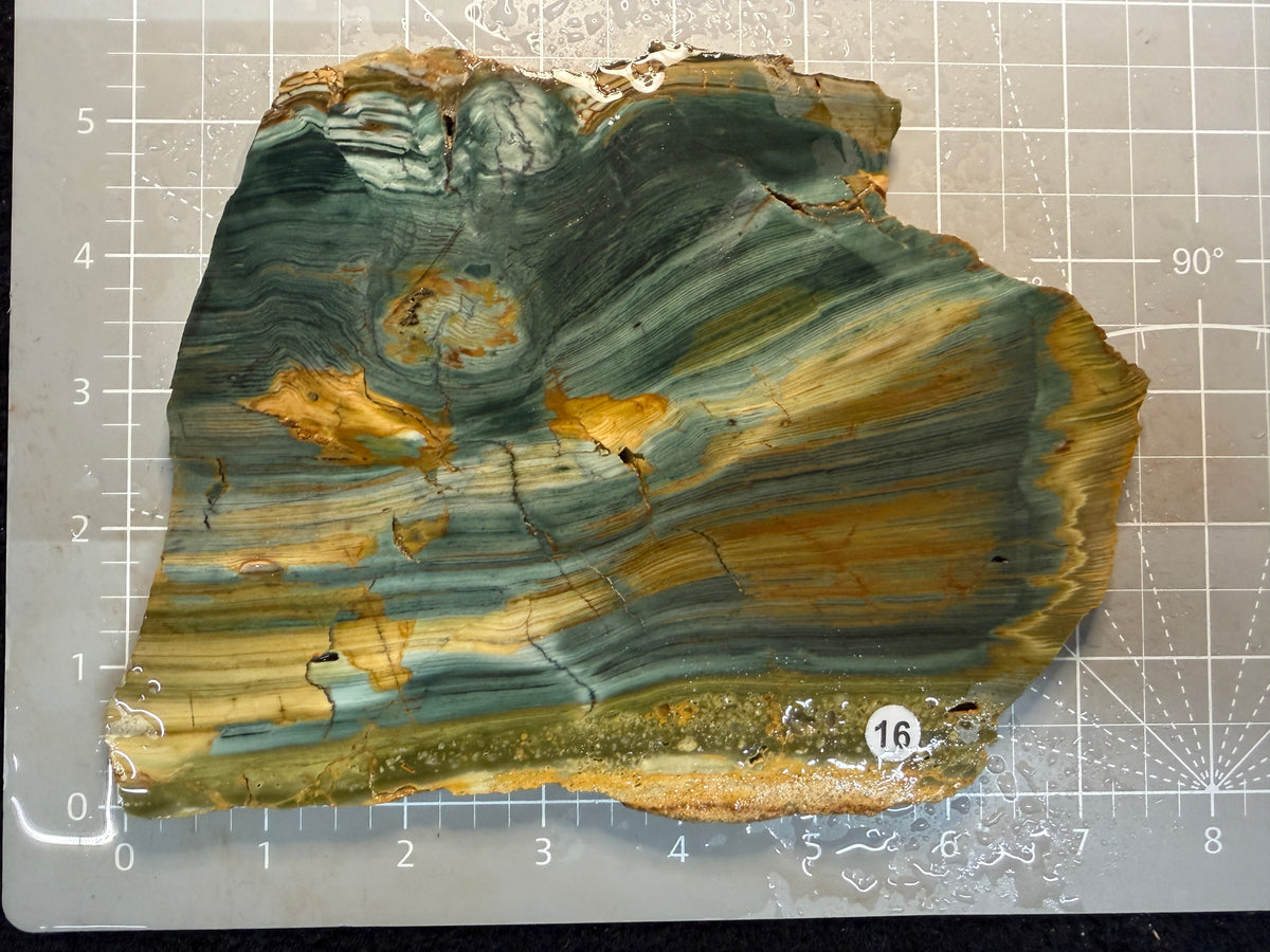 Gary Green Jasper #16