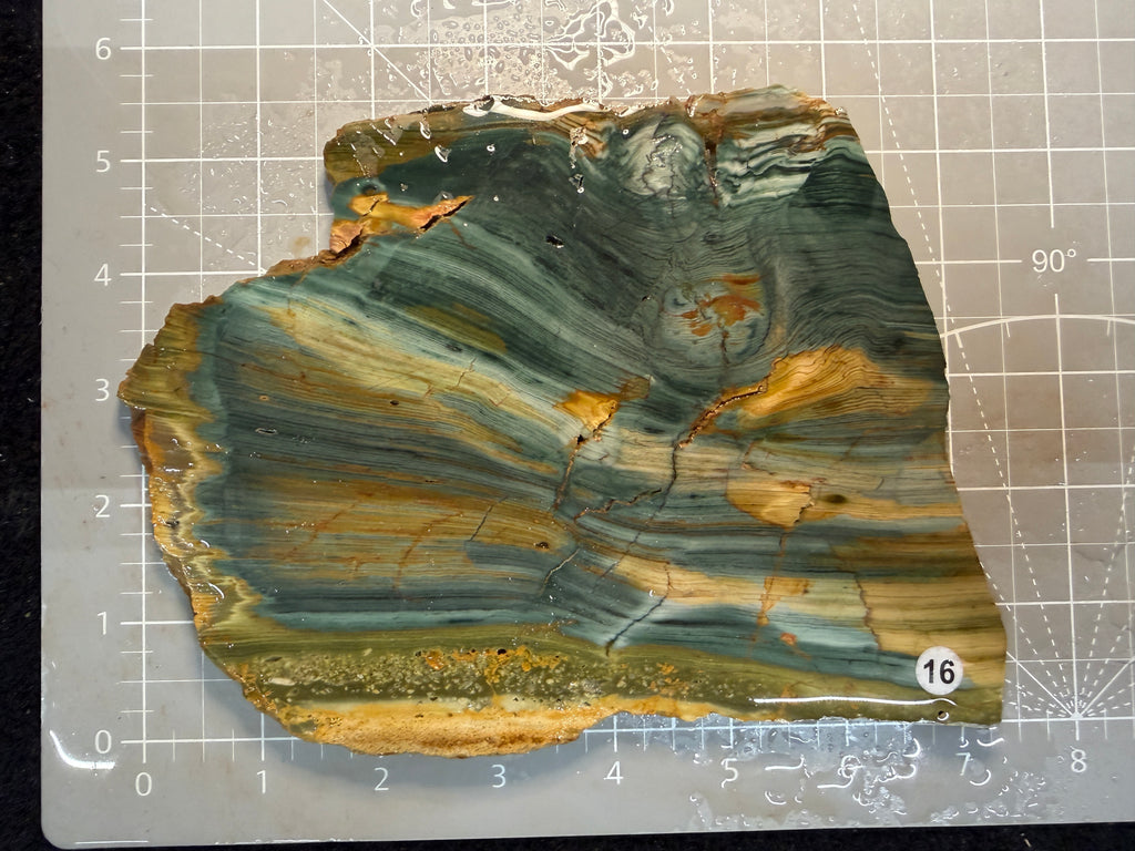 Gary Green Jasper #16