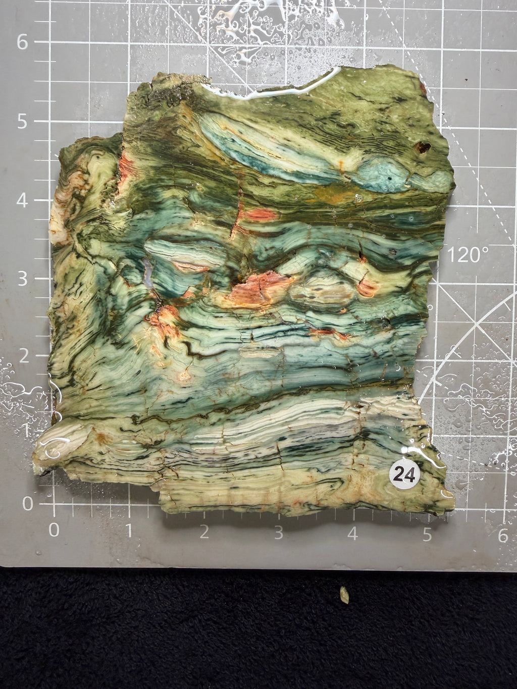 Gary Green Jasper #24
