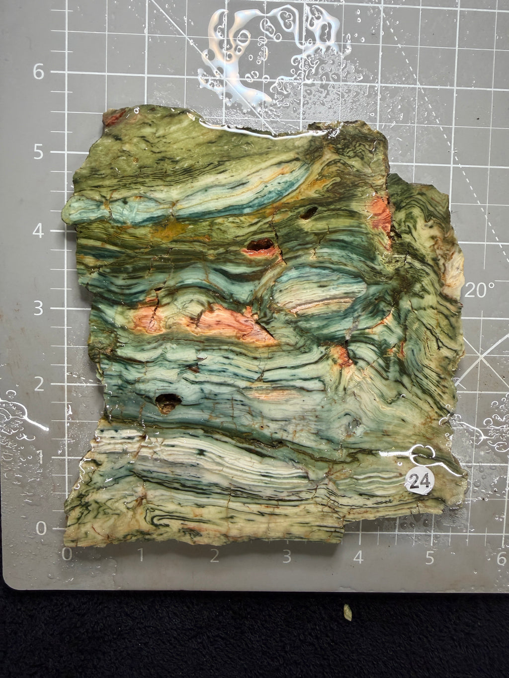 Gary Green Jasper #24